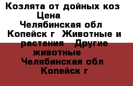 Козлята от дойных коз › Цена ­ 2 500 - Челябинская обл., Копейск г. Животные и растения » Другие животные   . Челябинская обл.,Копейск г.